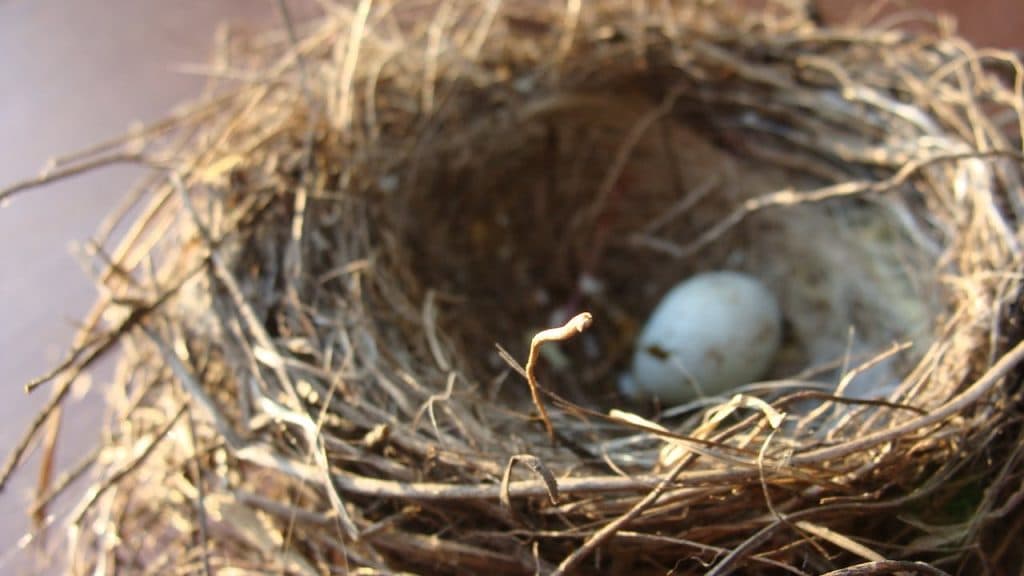 bird nest 1024x576