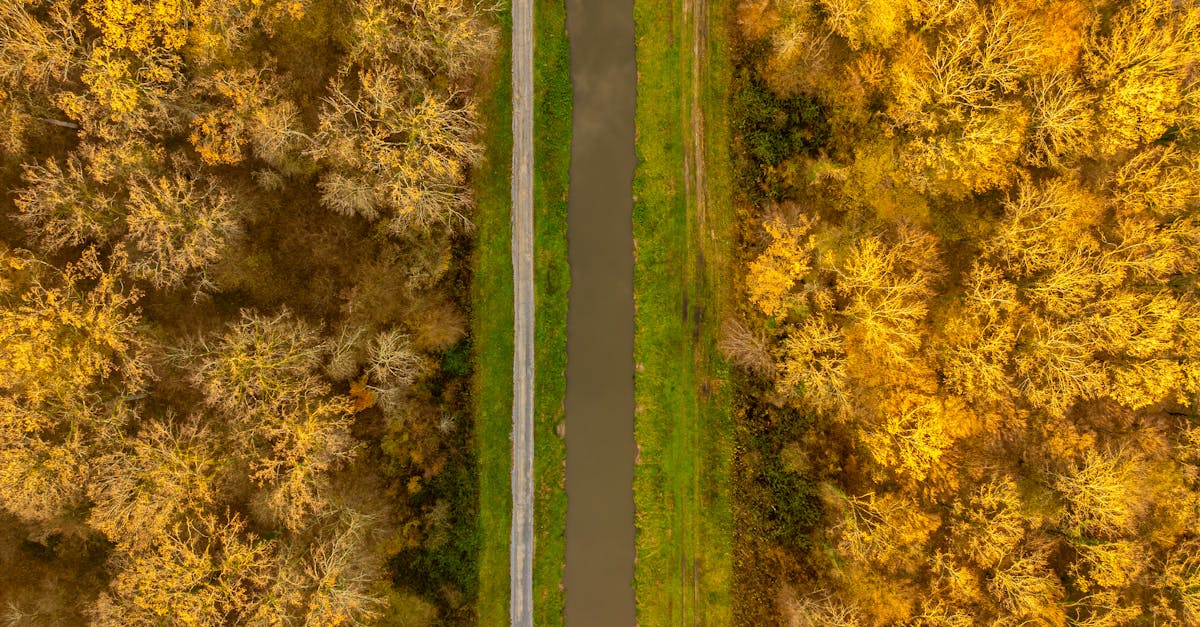 A forest path splitting into two directions, one appearing easier and well-traveled while the other looks more challenging but leads toward bright sunlight, symbolizing the choice between easy solutions and meaningful growth.